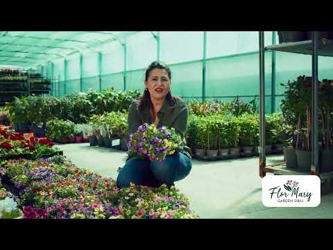 Petunii – culoare intensă și înflorire continuă toată vara!