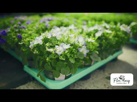 Campanula – clopoței de culoare pentru grădină și balcon