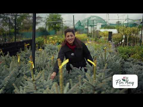 Molid argintiu – simbol de eleganță și rezistență