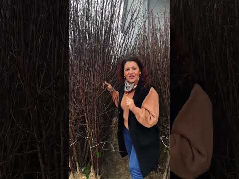 Descoperă prunii – Stanley sau alte soiuri viguroase și gata de rodire