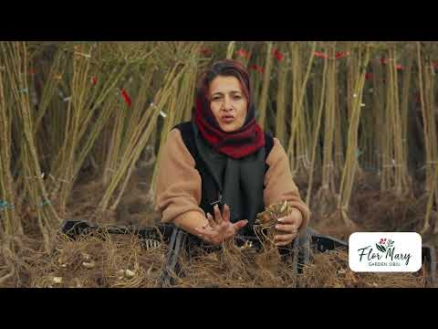 Iris germanica – frumusețe elegantă din rizomi sănătoși