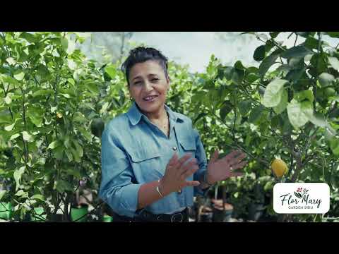 Lămâi pentru ghiveci – parfum, fructe și stil mediteranean în grădina ta