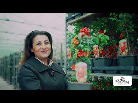 Gutui Japonez – Arbust Viguros, Flori Superbe, Fructe Aromate