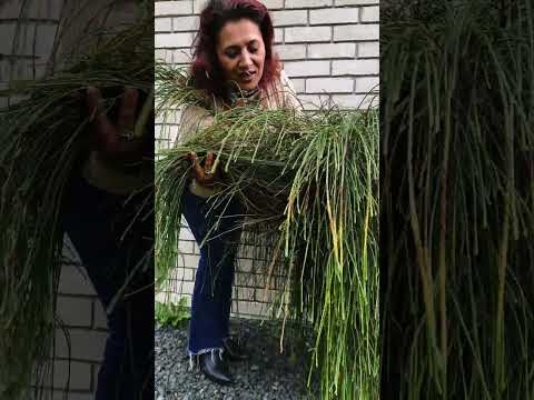 Tuia Whipcord – conifer deosebit pentru grădini moderne 🌲