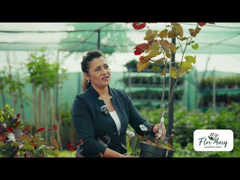 Cercis (Copacul lui Iuda) – spectacol de flori roz primăvara