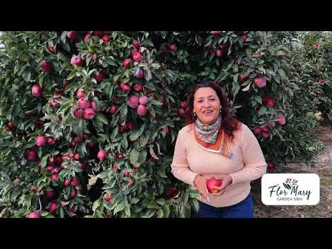 Pomi fructiferi din producția noastră – meri pregătiți pentru plantare