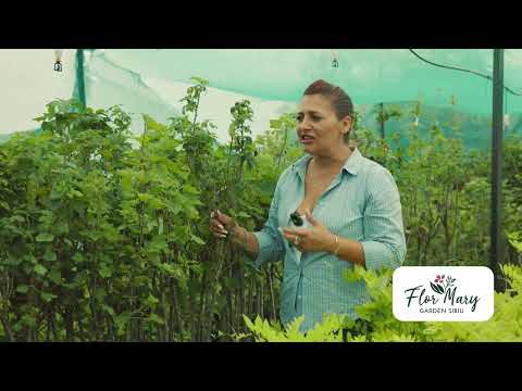 Coacăz pe picior – fructe gustoase, formă elegantă