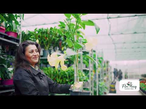 Brugmansia - Trompeta Ingerilor