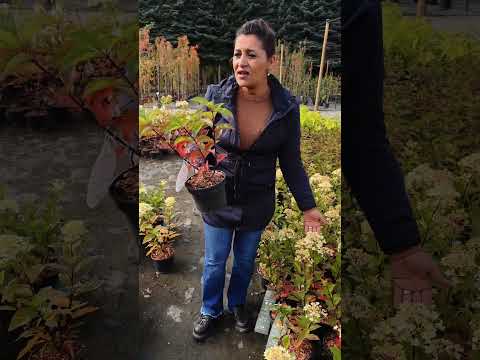 Hortensia paniculata – flori spectaculoase, ușor de îngrijit! 🌿