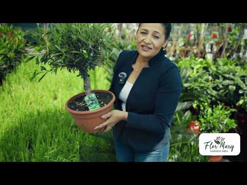 Măslin globular – eleganță mediteraneană în formă compactă