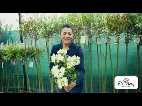 Rhododendron Auriu – strălucirea soarelui în grădina ta!