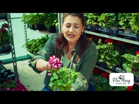 Mușcate curgătoare – cascadă de flori pentru balcoane spectaculoase!