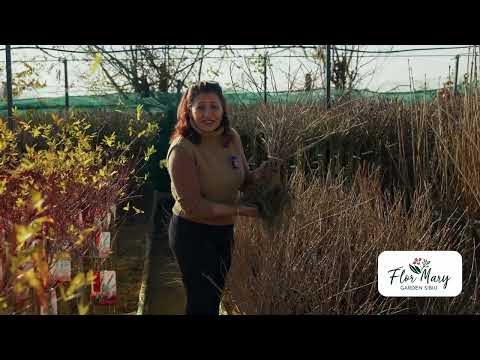 Agris – sfaturi practice pentru un arbust sănătos și productiv