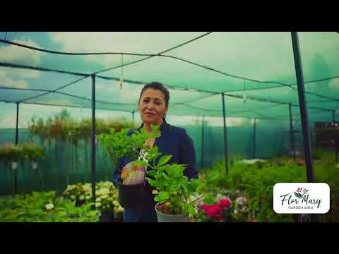 Dafin Laurus – verdeață aromată, direct din ghiveci