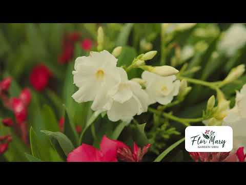 Leandru – culori vibrante pentru grădina ta