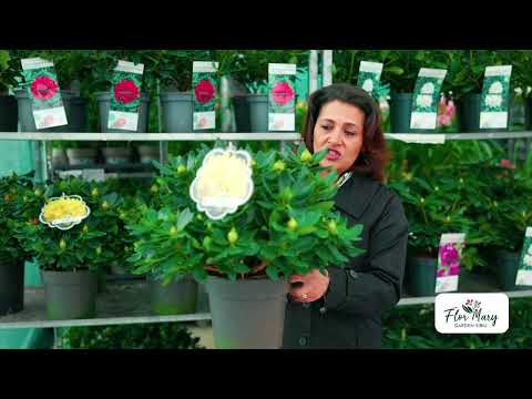 Rhododendron – Arbust Peren de Himalaya, Rezistent la Ger