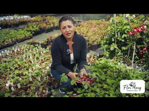 Căpșuni exotici și uriași – gust și spectacol în grădina ta!