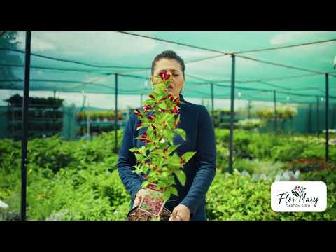 Weigela – un spectacol de culoare și parfum în grădina ta!