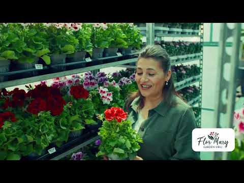 Mușcate englezești – flori elegante și parfumate pentru balcoane de poveste!