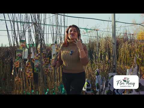 Mosmon – cum îl plantezi și îngrijești corect