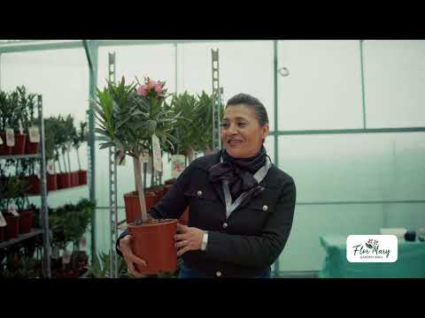 Leandru – Planta Care Îți Schimbă Grădina