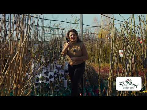 Mur pomișor – varianta elegantă pentru grădini fructifere