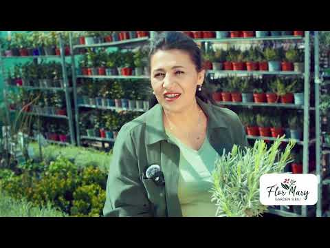 Lavanda Pomisor – parfumul verii în grădina ta elegantă!