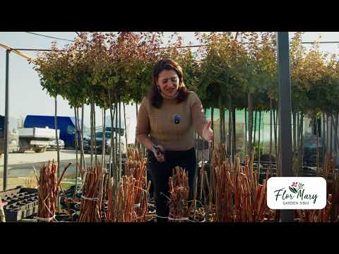 Arbuști de zmeur – rezistenți și gata să-ți ofere rod bun