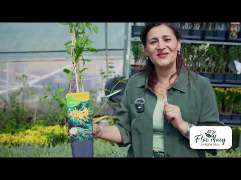 Lonicera – Mâna Maicii Domnului, flori colorate pentru grădina ta!