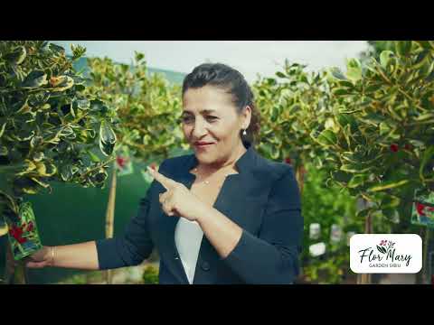 Ilex pomișor – Red Tips &amp; Golden King pentru accente decorative tot anul