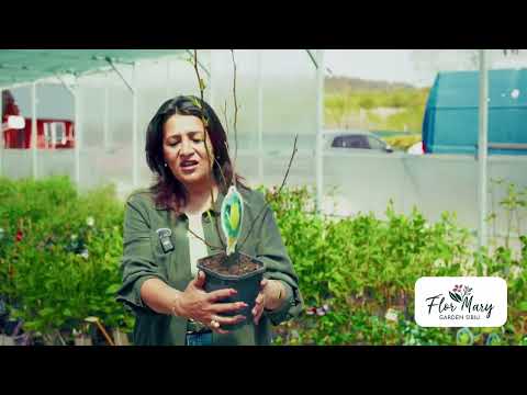 Magnolii mici – farmec floral într-un format compact!