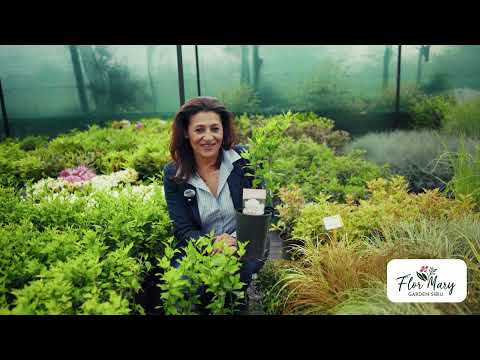 Hibiscus – explozie de culoare în grădină, cu flori mari și nuanțe variate