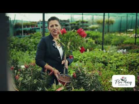 Callistemon (Spălătorul de sticle) – roșu intens și personalitate în grădină