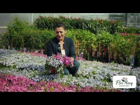 Phlox subulata – covorul viu care colorează primăvara