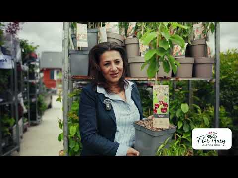 Pomi fructiferi columnari – fructe gustoase, fără bătăi de cap