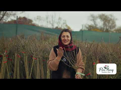 Trandafiri pomișor - cum arată exemplarele de anul 4 toamna