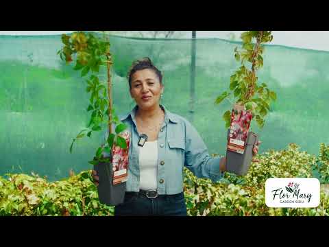 Iedera Veitchii – perete viu, verde vara și roșiatic toamna