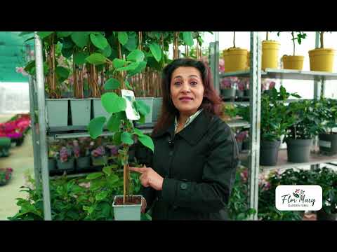 Kiwi – Plantează Fructul Exotic și Bucură-te de Recolte Delicioase