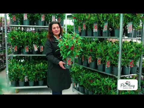 Skimmia – Arbustul cu Fructe Decorative