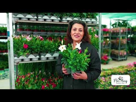 Dipladenia – Explozie de Culoare