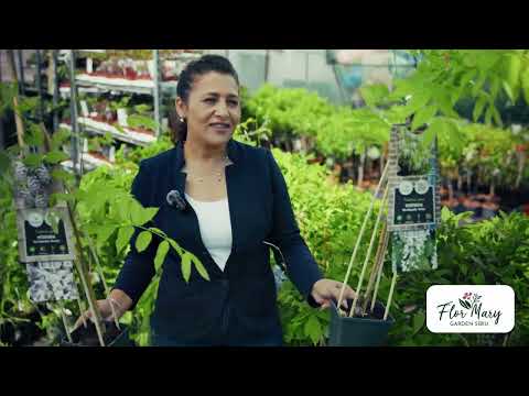 Wisteria albă – eleganță cățărătoare în grădina ta