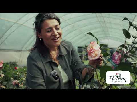 Camelia – „ducesa florilor”, simbol al rafinamentului