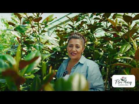 Magnolia grandiflora – eleganță veșnic verde și flori impresionante