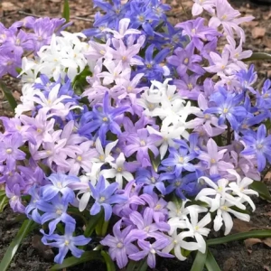 Chionodoxa