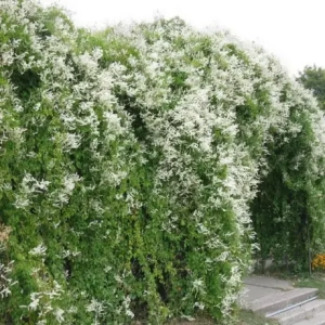 Fallopia Aubertii