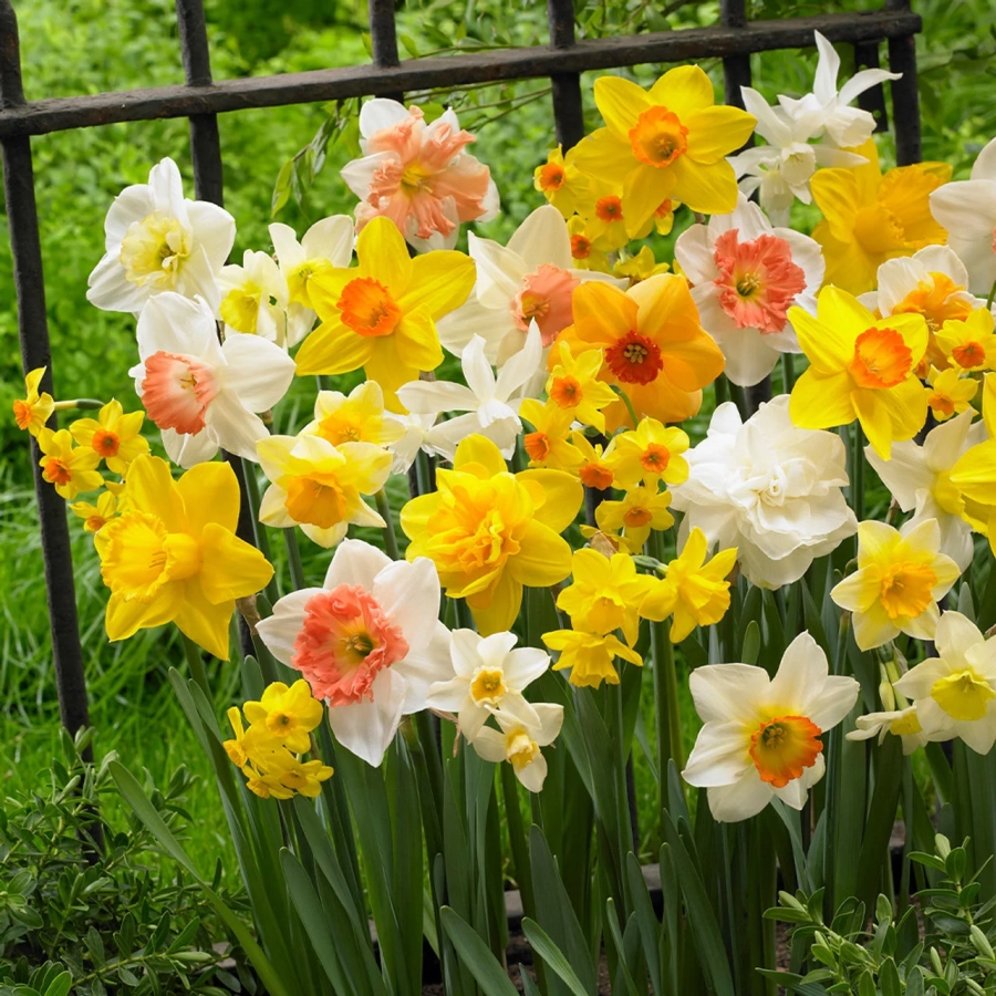 40-free-daffodil-narcissus-mix-1022309-88171