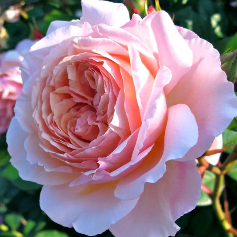 Trandafir Catarator "David Austin - A Shropshire Lad" - Ghiveci 4 L - Anul 4 3