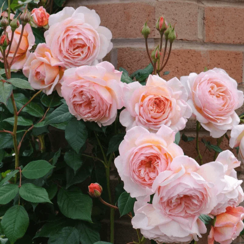 Trandafir Catarator "David Austin - A Shropshire Lad" - Ghiveci 4 L - Anul 4 2