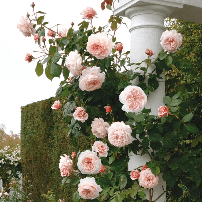 A-Shropshire-Lad-6445 Trandafir Catarator "David Austin - A Shropshire Lad" - Ghiveci 4 L - Anul 4 1