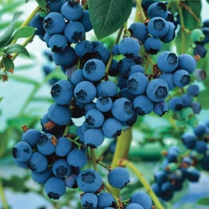 Arbust Fructifer - Afin Ozark Blue - Tufa la Ghiveci 1